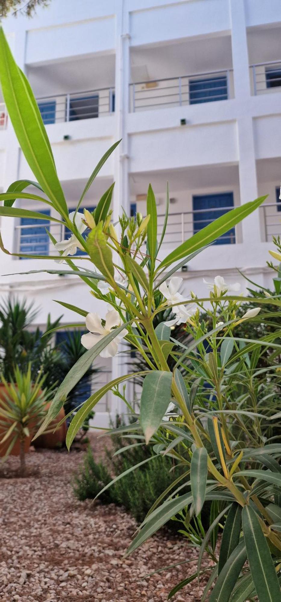 Apartamentos Costamar II Es Pujols Ngoại thất bức ảnh
